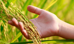 Governador Elmano assina adesão ao Garantia Safra com 181 municípios.