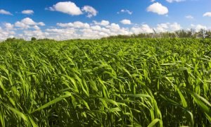 Mercado de Milho Mantém Ritmo Lento