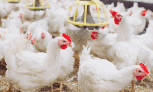 Avicultores adotam medidas sanitárias após focos de gripe aviária em aves comerciais e silvestres