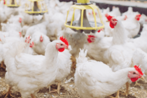 Granja com medidas de biossegurança após caso de gripe aviária no Brasil