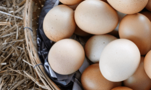 Ovos brasileiros ganham protagonismo após surto de gripe aviária nos EUA.