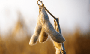 A instabilidade geopolítica no Oriente Médio influencia diretamente o mercado da soja no Brasil e no mundo.