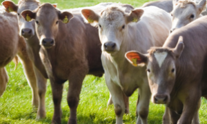 A pecuária moldou a cultura e a economia do sertão nordestino.