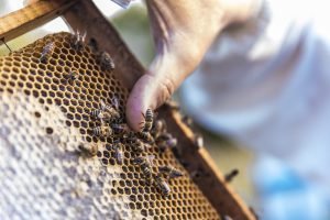 Honey bees walking on wooden bee hives. High quality photo