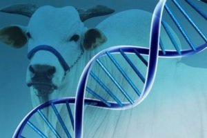 Genética bovina cresce 12,4% - corte +17% e exportações +66,8%