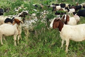 Caprinovinocultura nordestina: 90% dos caprinos do Brasil estão aqui