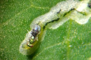 MinexNeo traz controle biológico contra a mosca-minadora