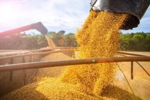 Soja com poucos negócios — prêmios firmes sustentam os portos