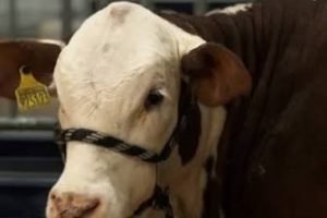 Expointer 2026 reúne 7.926 animais e cresce 36% entre rústicos