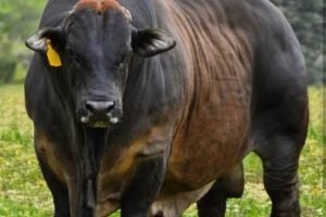 Boran chega ao Brasil após 30 anos — zebuíno africano para o semiárido