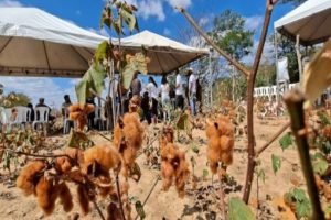 Algodão colorido ganha espaço na agricultura do Ceará