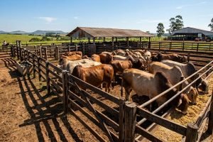 Boi gordo: alta de 6,1% em 30 dias e pecuaristas miram R$ 350