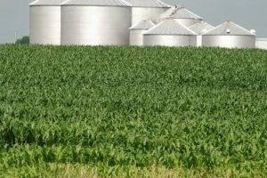 EUA ampliam isenções de biocombustíveis e pressionam milho e soja