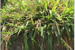 CNA-Senar: forrageiras adaptadas à seca elevam leite no semiárido