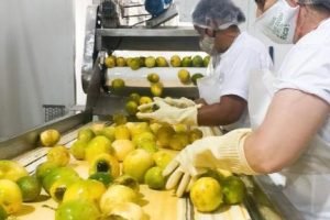 China passa a importar polpas e frutas congeladas do Brasil — o roteiro de cinco passos para o fruticultor nordestino de caju, manga e goiaba acessar o mercado asiático que acabou de ser aberto