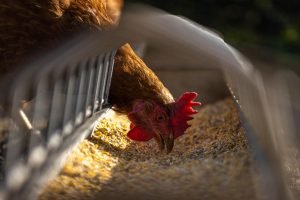 SIAVS dia 2: CEOs definem o futuro da proteína animal