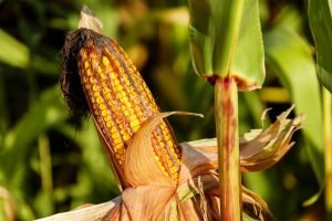 Milho nordestino cresce 10% — como proteger a margem com a expansão