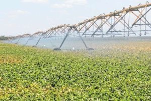 Expo Agro Vale do Jaguaribe encerra com novos negócios e parcerias.