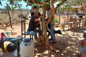 Expansão do +Genética no Sertão: Novos Protocolos em Alagoas e Inseminações no Piauí Impulsionam a Pecuária Nordestina