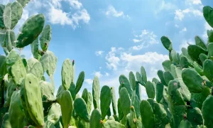 Fazenda Nogueira Lima: Sustentabilidade e União Familiar 