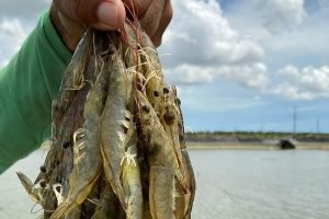 A aquicultura no Ceará atingiu 16.233 hectares em 2025, segundo estudo da Funceme. Produtores aguardam crédito do BNB para expandir.