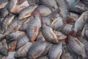 Mercado da tilápia após tarifaço dos EUA é analisado na PEC Brasil 2026