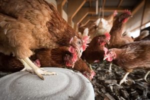 China exporta 89% mais frango em 2026 — impacto para a avicultura nordestina