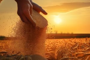 Sustentabilidade no Campo: Agricultura Orgânica e Agroecologia