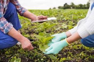 Oeste da Bahia fortalece ecossistema de startups e AgTechs