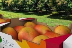 Sanidade vegetal sustenta exportações de manga de Petrolina para mercados exigentes