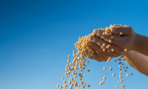 Grãos de soja ilustram recorde histórico de importações pela China em agosto de 2025