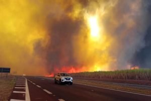 “Incêndio agrava perdas na cana-de-açúcar em SP, que sofre com seca desde abril: ‘Queimar cana é queimar dinheiro’, diz presidente de associação”