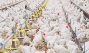 Auditor coreano inspeciona frigorífico no Brasil após surto de gripe aviária