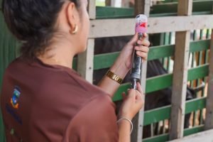 Médicas-veterinárias conduzem a campanha de prevenção da raiva em grandes animais em Itaitinga.