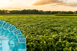 Soja e milho: semana começa com mais negócios, mas câmbio valorizado esfria o produtor