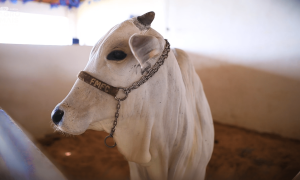 Evento reúne criadores de Nelore em busca de melhoramento genético no Ceará