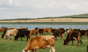 Reconhecimento internacional da OMSA fortalece pecuária brasileira