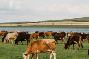 Dois pecuaristas entre rebanho bovino livre da febre aftosa