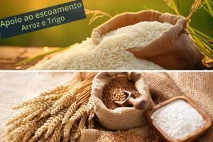 Conab realiza leilões públicos para apoiar o escoamento de arroz e trigo e garantir equilíbrio no mercado nacional.