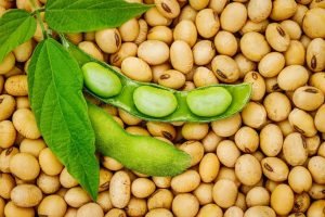 Soja firme com portos em R$ 142/sc e ganho de 1 saca por hectare com recuo do Super Simples