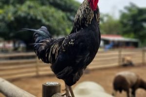 Bem-estar animal vira pilar de rentabilidade — relatório COBEA e o produtor nordestino