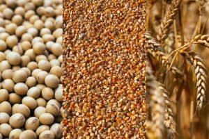 Milho, trigo e soja sobem em Chicago com calor no Corn Belt — portos testam R$ 138/sc