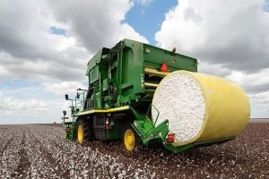 Algodão bate recorde de exportação em junho com 217 mil toneladas e US$ 350 milhões