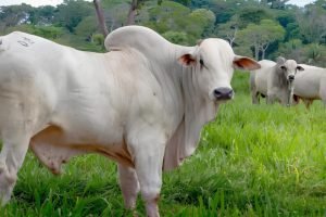Boi gordo tem exportações fortes mas mercado interno travado e arroba pressionada