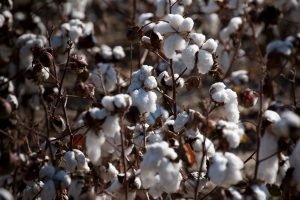 Algodão dispara mais de 3% em Nova York com colheita atrasada no Mato Grosso