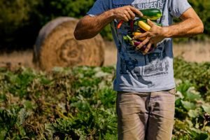 Agroecologia avança no Ceará com SAFs e BNB prevê 13 mil financiamentos em 2026