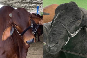 Relação boi x bezerro no pior nível em 11 anos pressiona pecuaristas cearenses