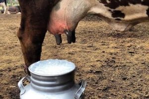 Nordeste conquista espaço entre gigantes do leite brasileiro com Cariri no centro
