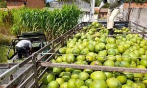 Paraipaba perde liderança para Petrolândia na produção nacional de coco em 2025