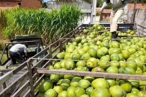 Cidade de Paraipaba perde liderança em produção de coco para Petrolândia, em Pernambuco